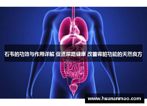 石韦的功效与作用详解 促进尿路健康 改善肾脏功能的天然良方 石韦的功效与作用详解 促进尿路健康 改善肾脏功能的天然良方